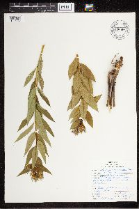 Amsonia tabernaemontana image