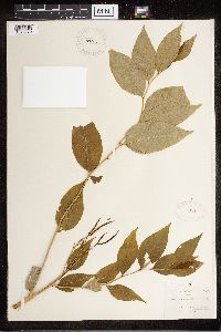 Amsonia tabernaemontana image