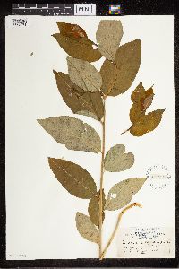 Amsonia tabernaemontana image