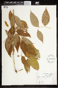 Amsonia tabernaemontana image