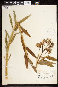Amsonia tabernaemontana image