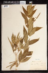 Amsonia tabernaemontana image
