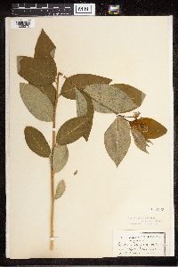 Amsonia tabernaemontana image