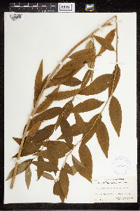 Amsonia tabernaemontana image