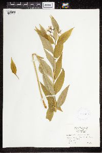 Amsonia tabernaemontana image