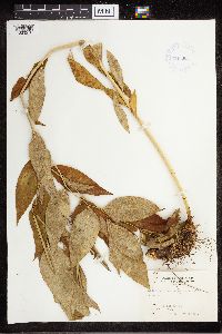 Amsonia tabernaemontana image