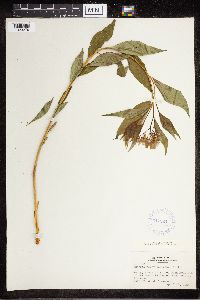 Amsonia tabernaemontana image