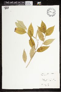 Amsonia tabernaemontana image