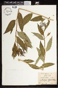 Amsonia tabernaemontana image