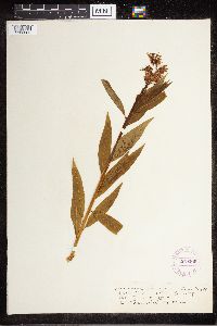 Amsonia tabernaemontana image