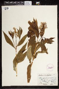 Amsonia tabernaemontana image