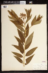Amsonia tabernaemontana image