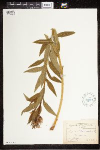 Amsonia tabernaemontana image