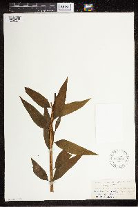 Amsonia tabernaemontana image