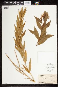 Amsonia tabernaemontana image