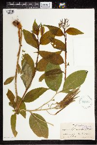 Amsonia tabernaemontana image