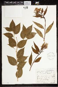 Amsonia tabernaemontana image