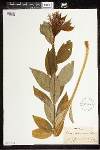 Amsonia tabernaemontana image