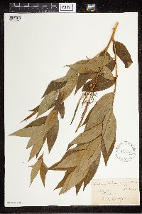 Amsonia tabernaemontana image