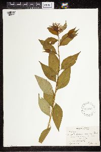 Amsonia tabernaemontana image