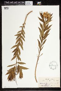 Amsonia tabernaemontana image