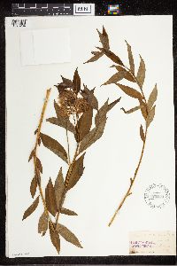 Amsonia tabernaemontana image