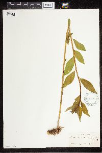 Amsonia tabernaemontana image