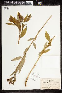 Amsonia tabernaemontana image