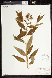 Amsonia tabernaemontana image