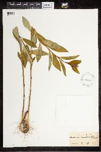 Amsonia tabernaemontana image