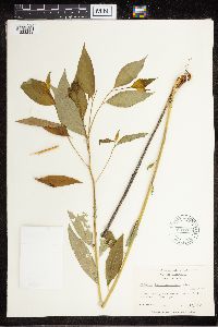 Amsonia tabernaemontana image