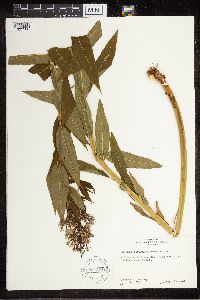 Amsonia tabernaemontana image