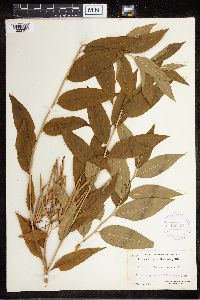 Amsonia tabernaemontana image