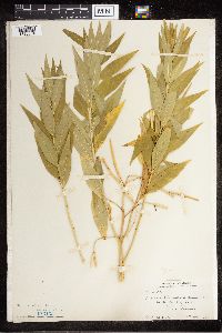 Amsonia tabernaemontana image