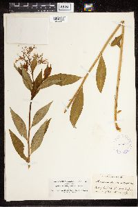 Amsonia tabernaemontana image