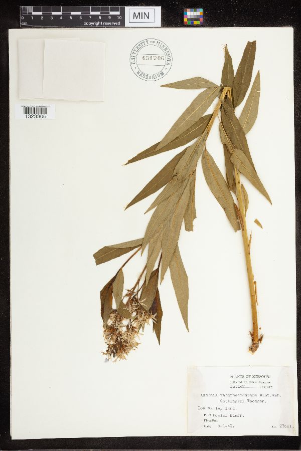 Amsonia tabernaemontana var. gattingeri image