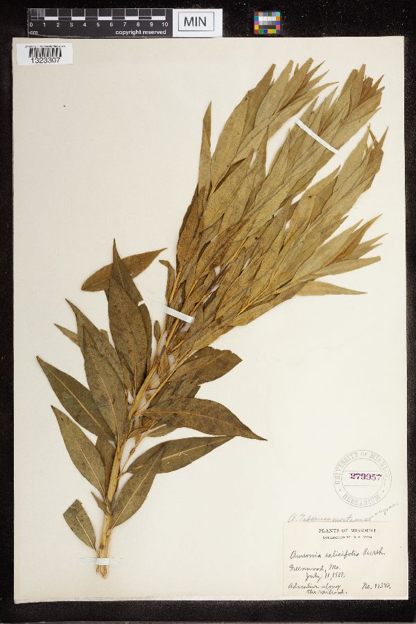 Amsonia tabernaemontana var. salicifolia image