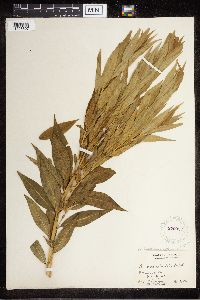 Media resource of Amsonia tabernaemontana