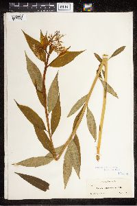 Amsonia tabernaemontana image