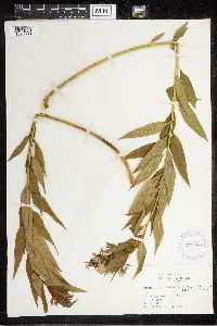 Amsonia tabernaemontana image