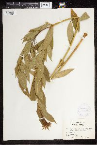 Amsonia tabernaemontana image