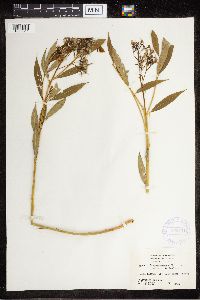 Amsonia tabernaemontana image