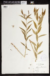 Amsonia tabernaemontana image