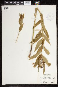 Amsonia tabernaemontana image