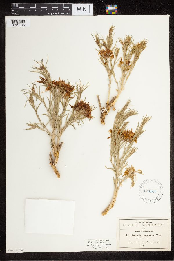 Amsonia tomentosa image