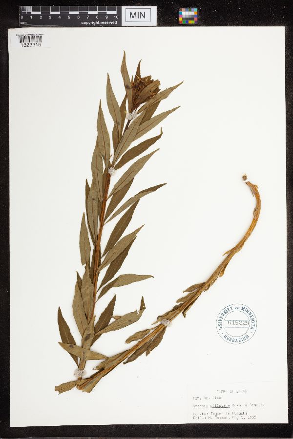 Amsonia elliptica image