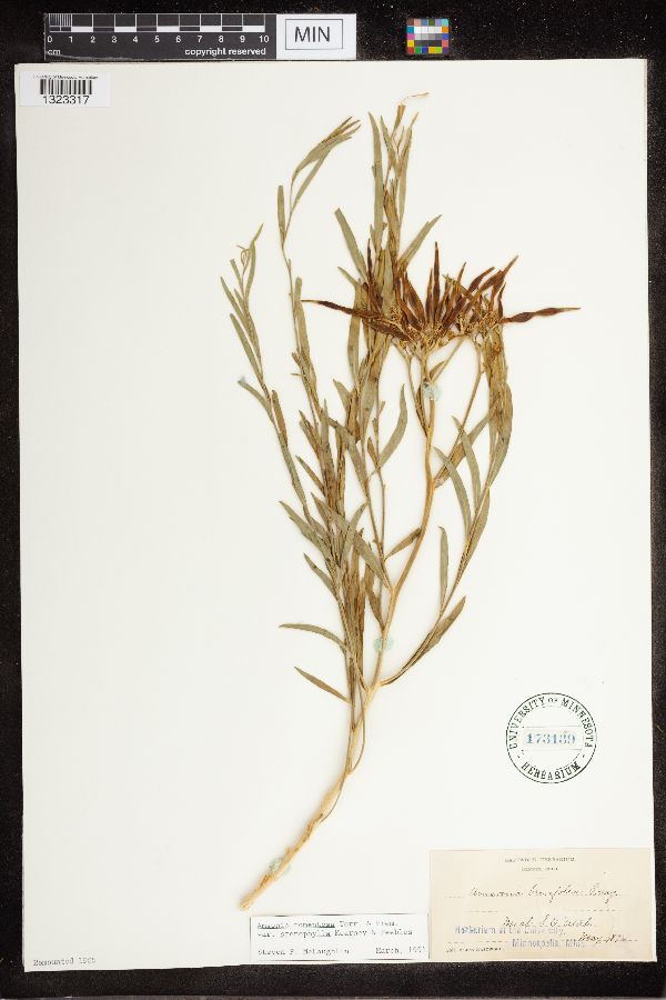 Amsonia tomentosa var. stenophylla image
