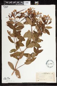 Apocynum x floribundum image