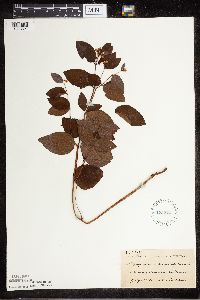 Apocynum androsaemifolium image