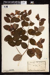 Apocynum androsaemifolium image